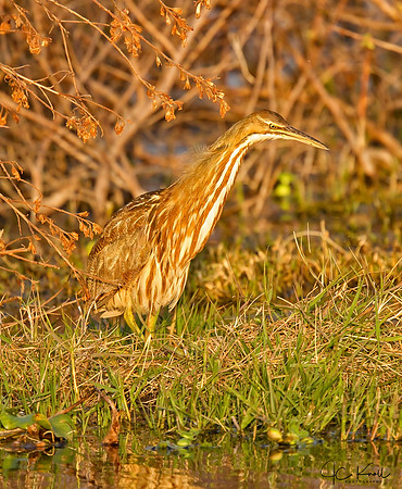 American Bittern