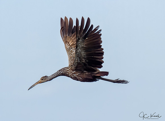 Limpkin