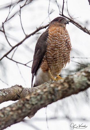Cooper's Hawk