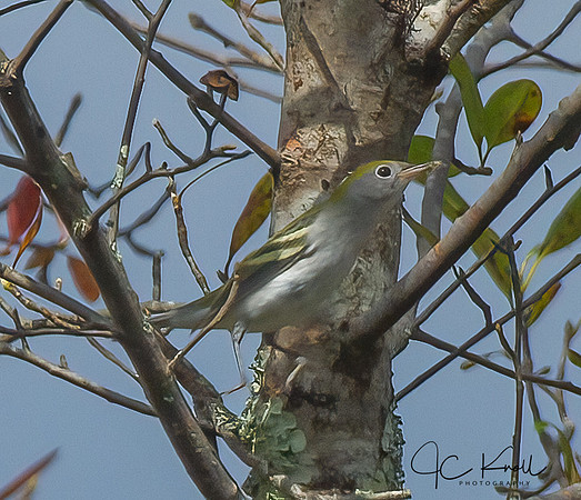 Chestnut-sided Warbler