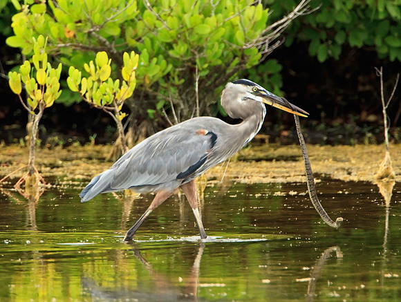 Great Blue Heron