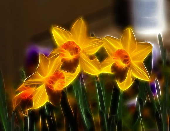 Daffodils