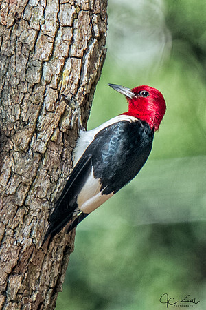 Red-headed Woodpecker