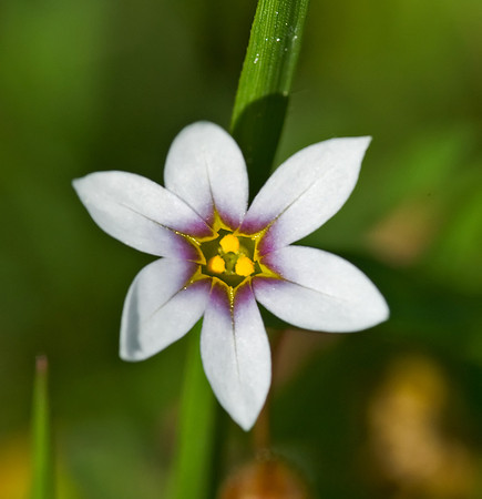 White Blue-eyed Grass