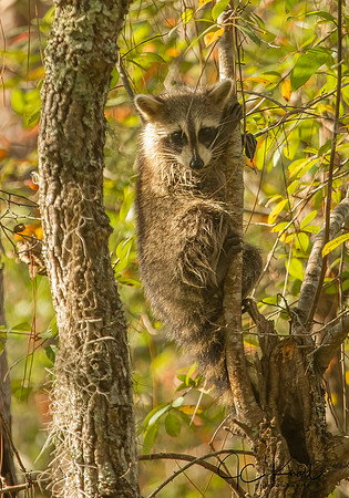 Raccoon