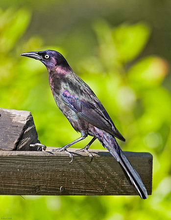 Common Grackle