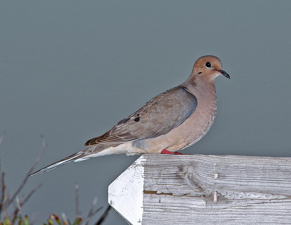 Mourning Dove
