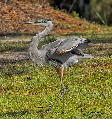 Great Blue Heron