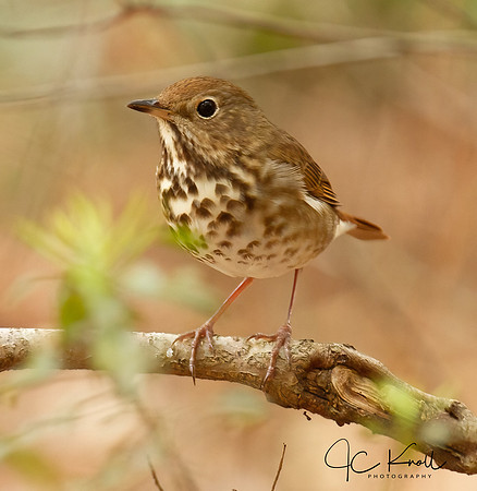 Hermit Thrush
