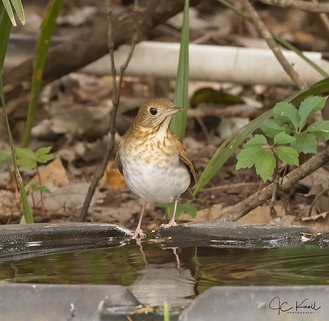 Veery