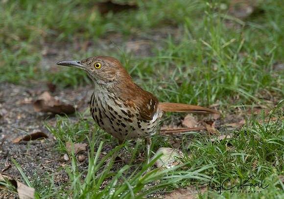 Brown Thrasher