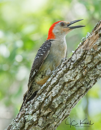 Red-bellied Woodpecker (M)