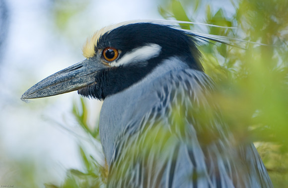 Yellow-crowned Night-heron