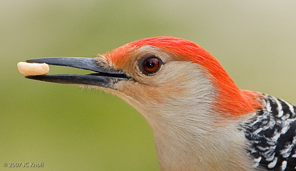 Red-bellied Woodpecker