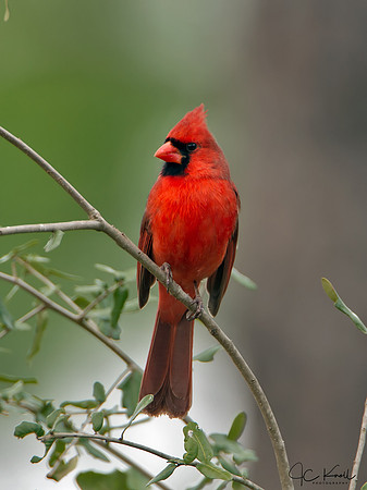 Northern Cardinal (M)