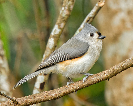 Tufted Titmouse