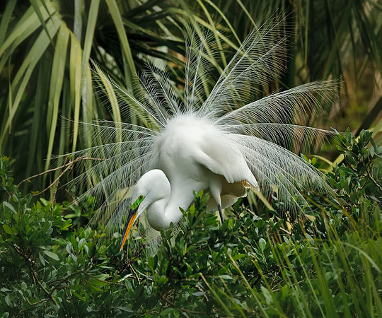 Great Egret