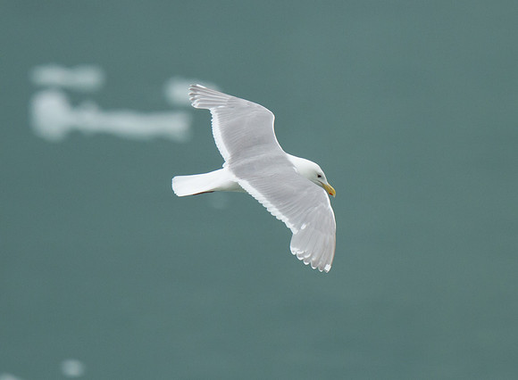 Glaucous Gull
