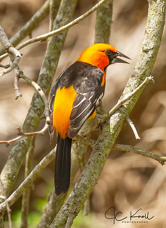 Altamira Oriole