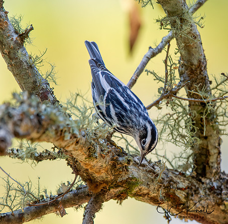 Black-and-white Warbler (M)