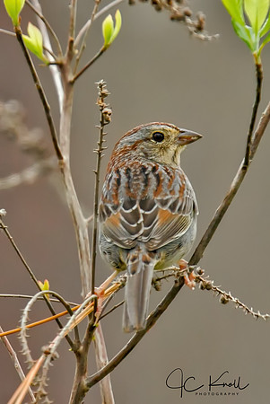 Bachman's Sparrow