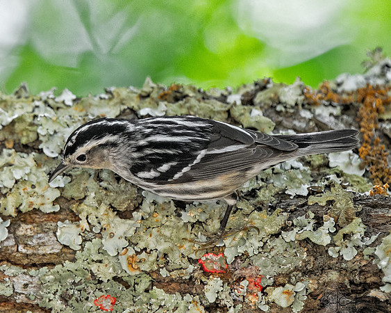 Black-and-white Warbler (F)