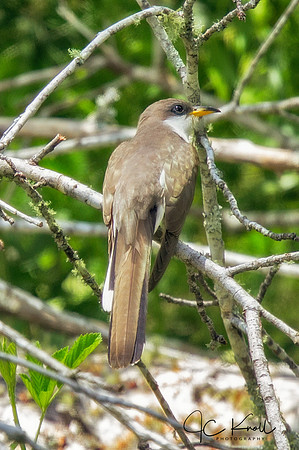 Yellow-billed Cuckoo