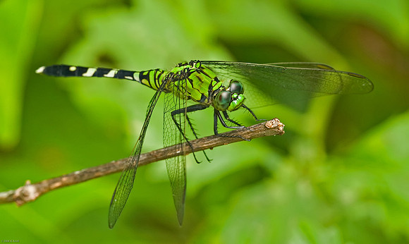 Eastern Pondhawk (F)
