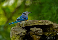 Blue Jay