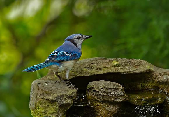 Blue Jay