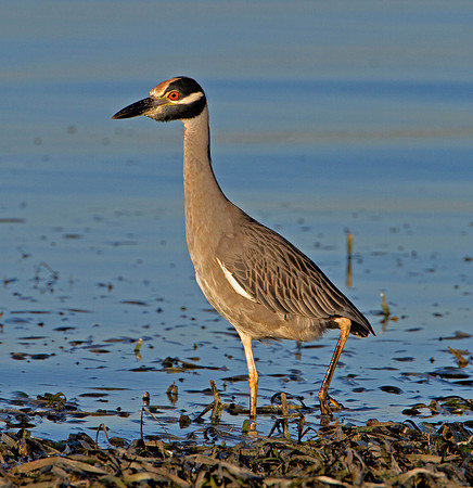 Yellow-crowned Night-heron