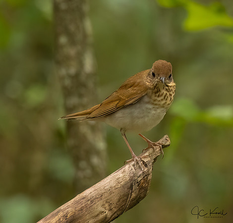 Veery