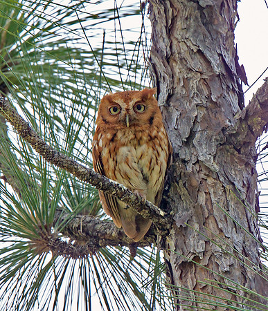 Eastern Screech-owl (Rufous)