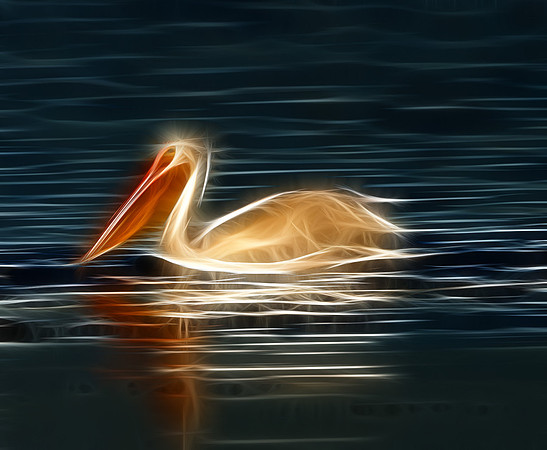 American White Pelican
