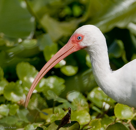 White Ibis