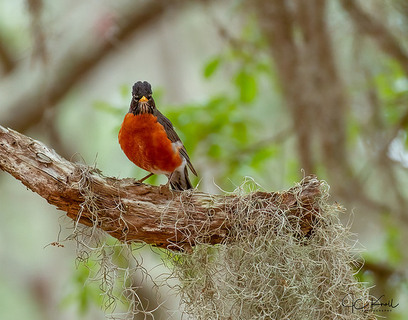 American Robin (M)