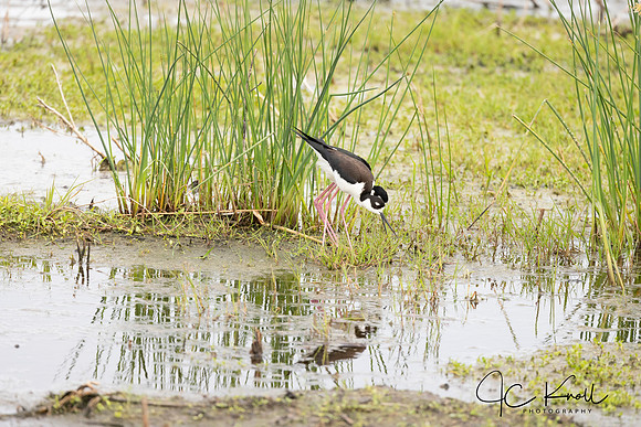 Black-necked Stilt
