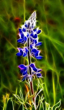 Lupine