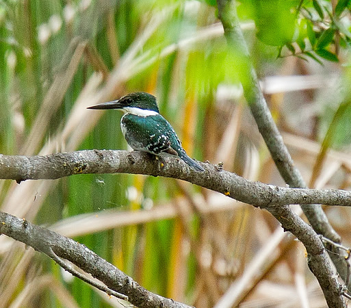 Green Kingfisher (F)