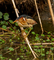 Least Bittern