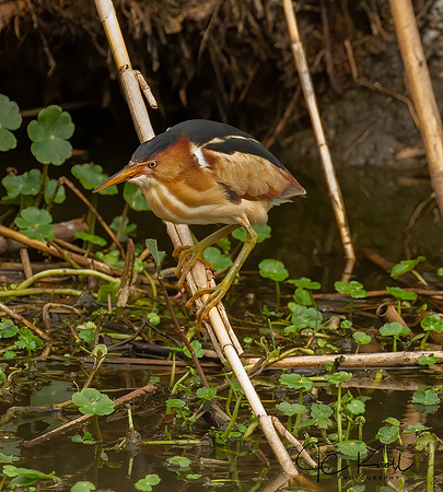 Least Bittern