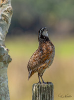 Northern Bobwhite