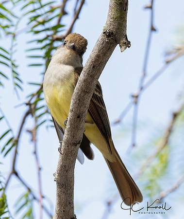 Brown-crested Flycatcher