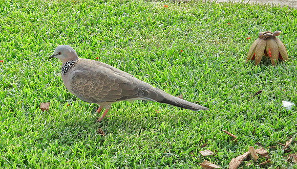 Spotted-necked Dove