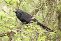 Groove-billed Ani