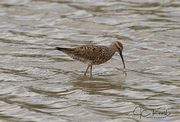 Stilt Sandpiper