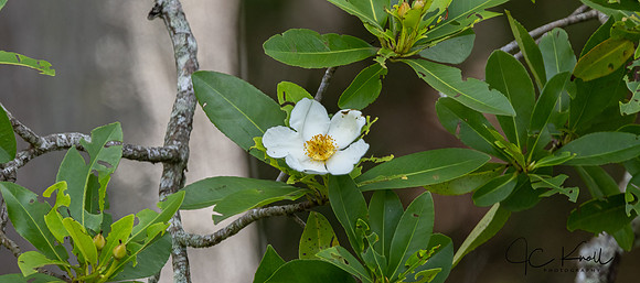 Loblolly Bay