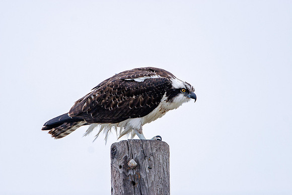 Osprey