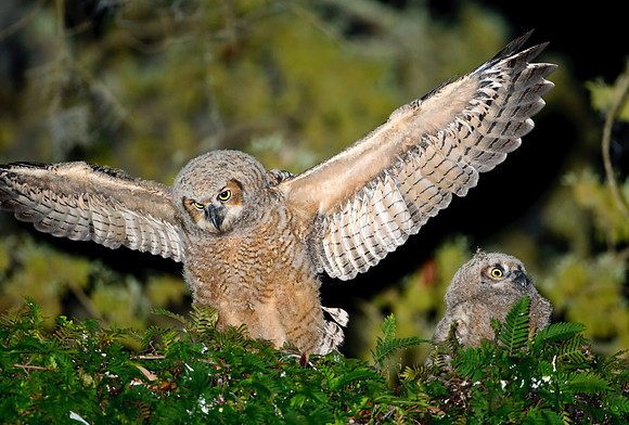 Great Horned Owlets