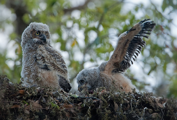 Great Horned Owlet